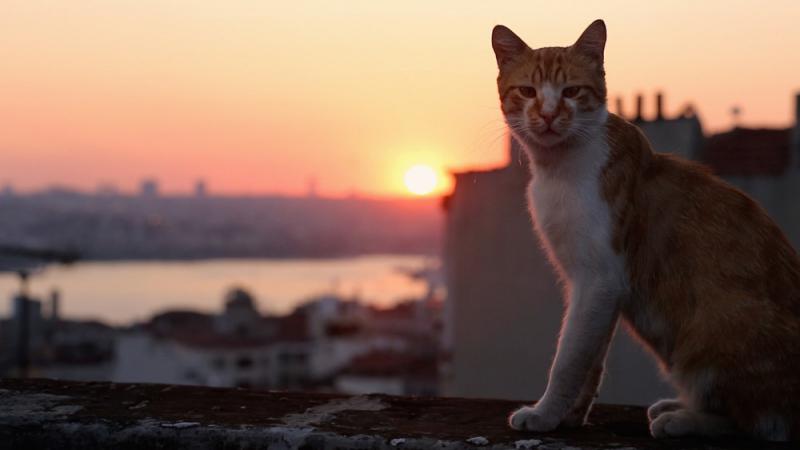 ﻿伊斯坦布爾的貓