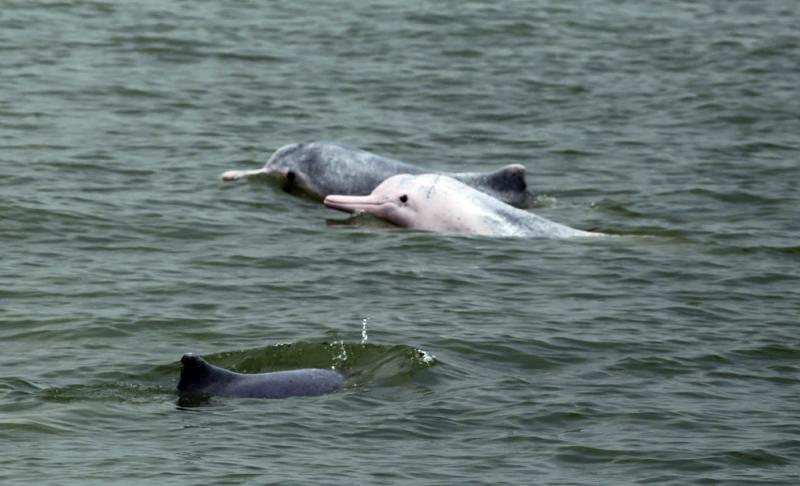 定位「景觀島」 東人工島邂逅白海豚