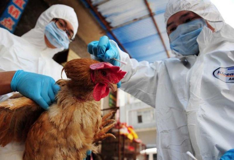 ﻿日研究：H7N9病毒或可飛沫傳播