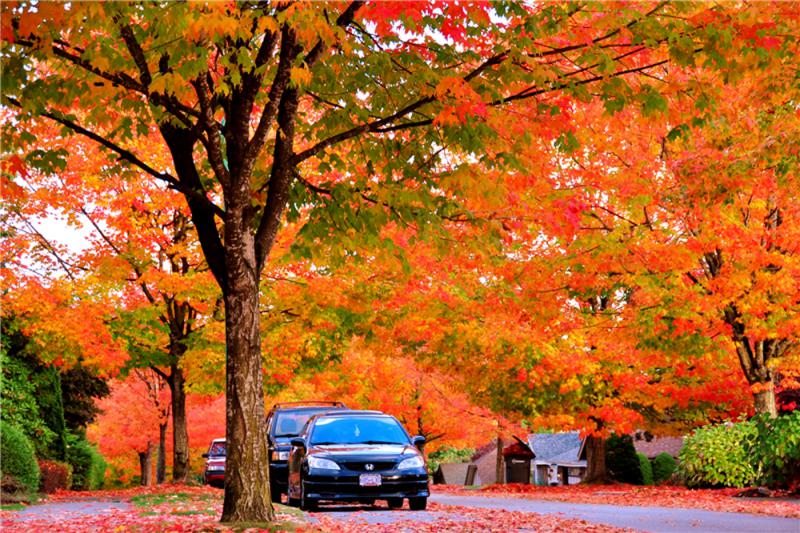 加拿大秋遊賞楓正是時節