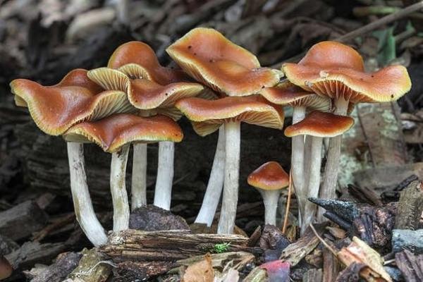 迷幻蘑菇演化出幹擾昆蟲大腦的毒素
