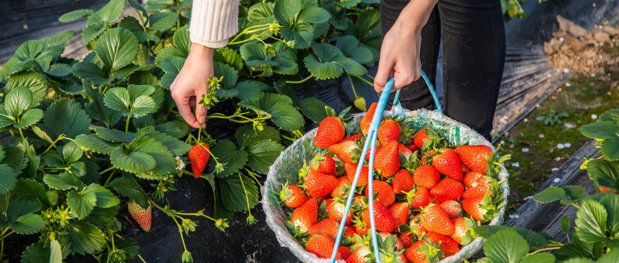 草莓營養好，但“畸形草莓”易致性早熟？