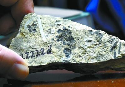 1.74億年！科學家發現世界最古老的花朵化石，為何叫“南京花”？