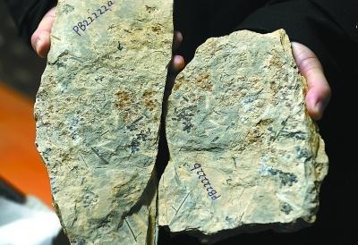 1.74億年！科學家發現世界最古老的花朵化石，為何叫“南京花”？
