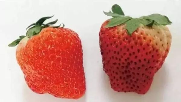 奇形怪狀、太大的草莓都打了膨大劑？草莓應該怎麽挑？