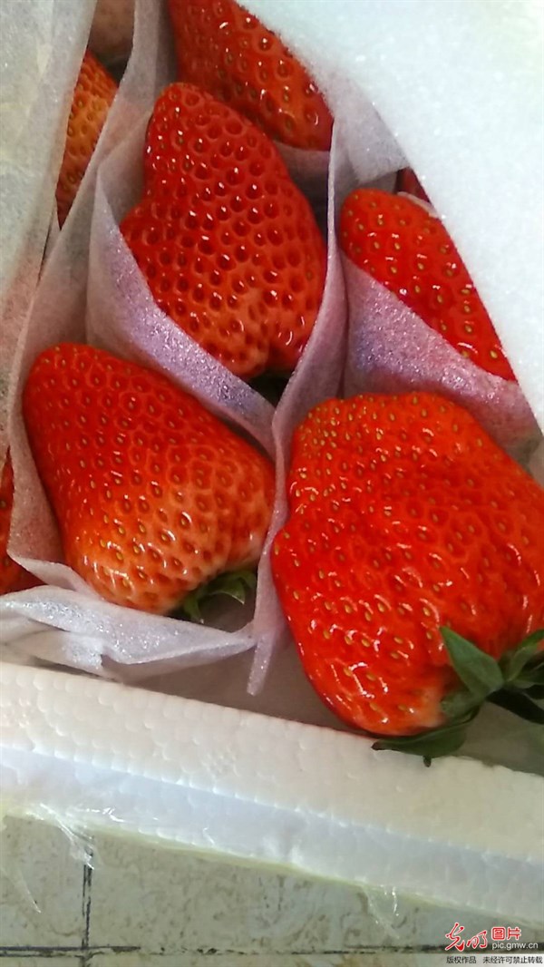 糖尿病吃草莓升糖快嗎？記住這3點，吃得很開心！