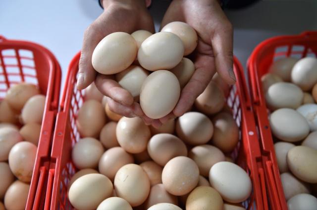 5月蛋價較3月上漲19% 為何上漲？