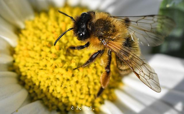 蜜蜂也能“看懂”數字