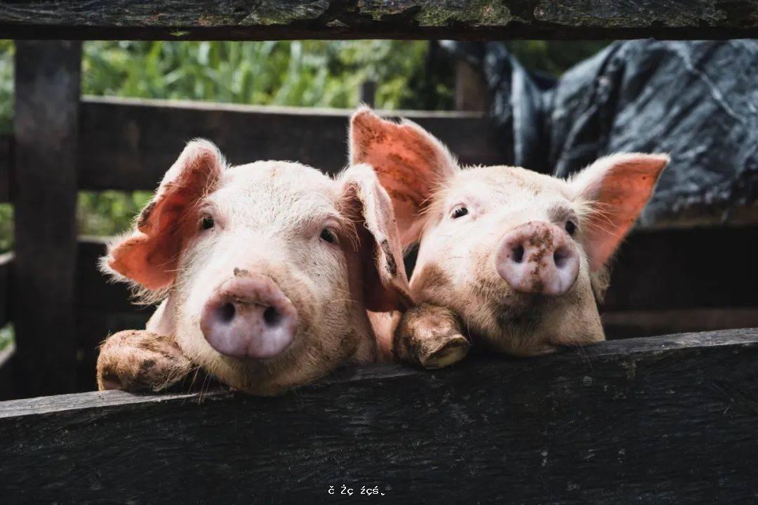中國公布轉基因“超級豬”，更不易染病，何時能上餐桌？