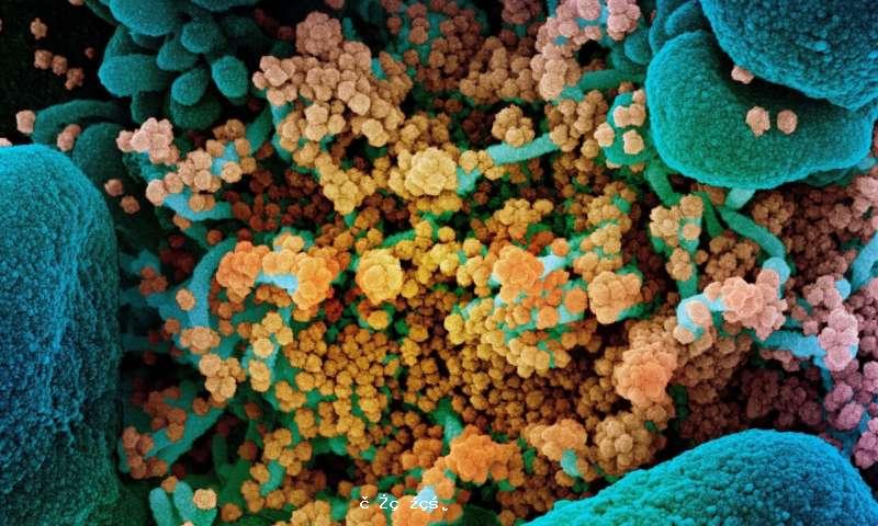《科學》：新冠肺炎會成為壹種地方性流行病嗎？ 