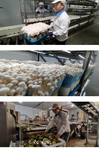 星河生物：工廠里“種”菇，你見過么？