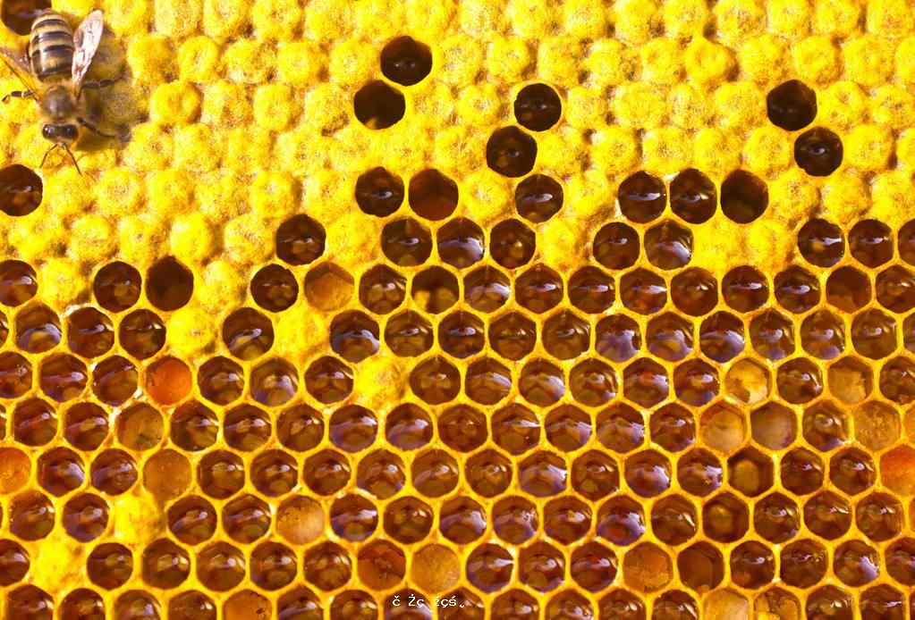 WebMD：蜂蜜95%以上都是糖，為什麽還說它好？關於蜂蜜的8個真相 