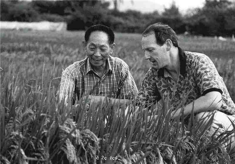 “美國60%以上種的都是中國雜交水稻” 