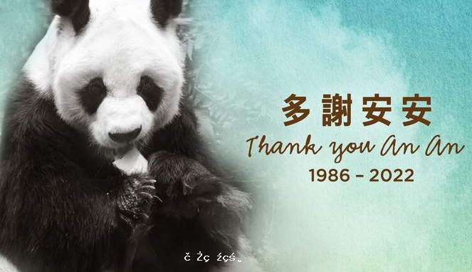 海洋公園大熊貓安安去世　過去數周身體轉差