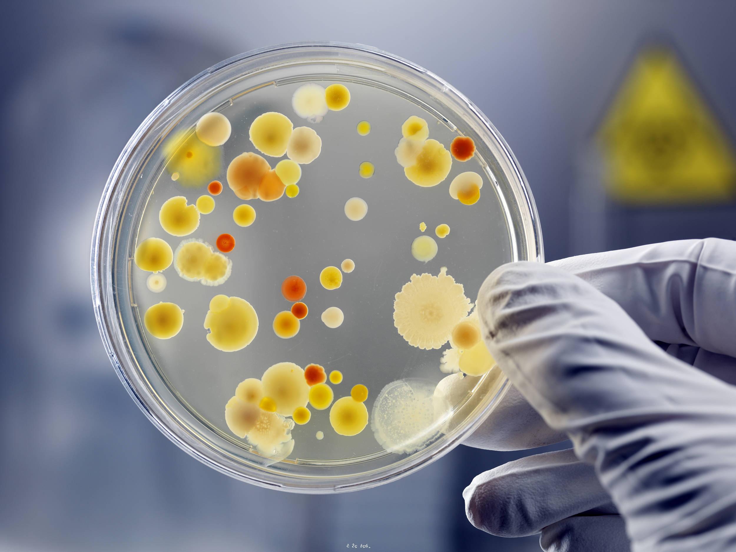 最致命的四種真菌！世衛組織發布首份真菌病原體名單