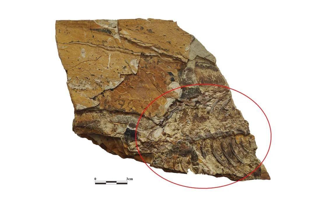重大突破，專家解讀河北首次發現離龍化石 