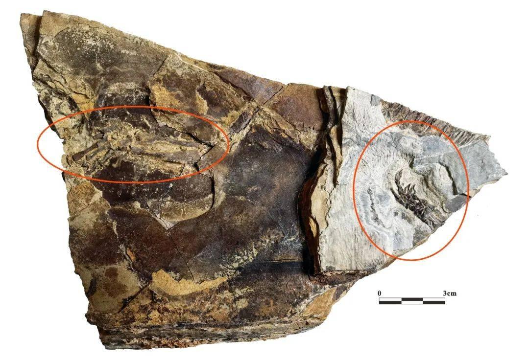 重大突破，專家解讀河北首次發現離龍化石 