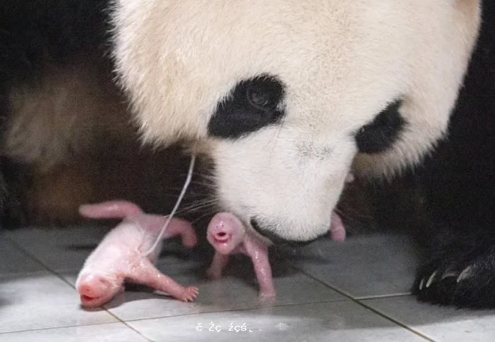 福寶：我當姐姐啦！旅韓大熊貓喜添雙胞胎
