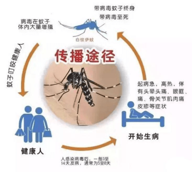 高發季來了，別小瞧登革熱！國慶假期出行需要註意這四點